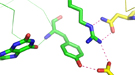 This model of the highly effective form of the bioremediation enzyme ChrR shows the intermolecular interactions and unique multi-atom hydrogen bonds (dotted lines) that may be the key to understanding the enzyme's efficacy in reducing the toxicity of some dangerous pollutants.