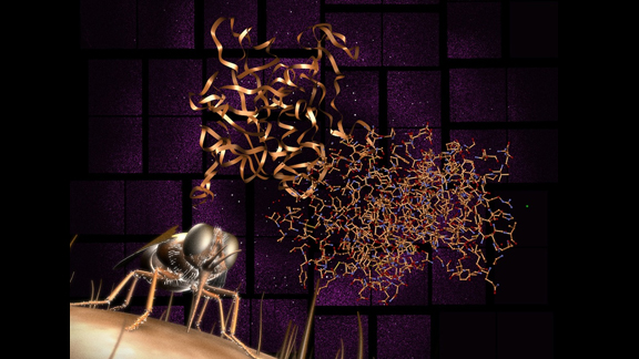 An image of a fly on the surface of an object.