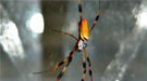A Nephila clavipes female spider in the center of her web. The radial strands and scaffolding of her web is composed of major and minor ampullate spider silk fibers. Commonly referred to as dragline silk, this substance was imaged at the nanoscale at Argonne’s Advanced Photon Source. Image by Jeff Yarger.
