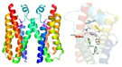 Left: Structure of TSPO (colorful "ribbon") bound to a Valium-like compound (pink "stick" molecule). Right: A closeup of the atomic scale interactions between the drug-like molecule and TSPO.