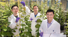 Postdoctoral associate Yuanheng Cai, biological research associate Xuebin Zhang, and plant biochemist Chang-Jun Liu in the Brookhaven Lab greenhouse with transgenic trees designed to improve biofuel production.