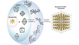 Researchers at DOE&rsquo;s Brookhaven National Laboratory have discovered how to combine DNA and nanoparticles so that the nanoparticles self-assemble into a variety of 3D structures.