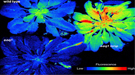 After a cold and high light stress, thale-cress plants (wild-type and soq1) display less chlorophyll fluorescence, equivalent to more energy dissipation.