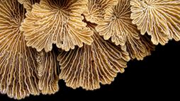 The evolution of white rot fungi most likely played a large role in trees beginning to decay about 300 million years ago. The &ldquo;turkey tails&rdquo; fungus Trametes versicolor is one modern example of a white rot fungus.