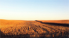 One of the Iowa corn field soil sampling sites used to generate data for the Great Prairie Metagenome Grand Challenge.