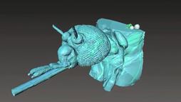 An image of the inside of a mosquito as it uses the pumping system in its head to drink. 