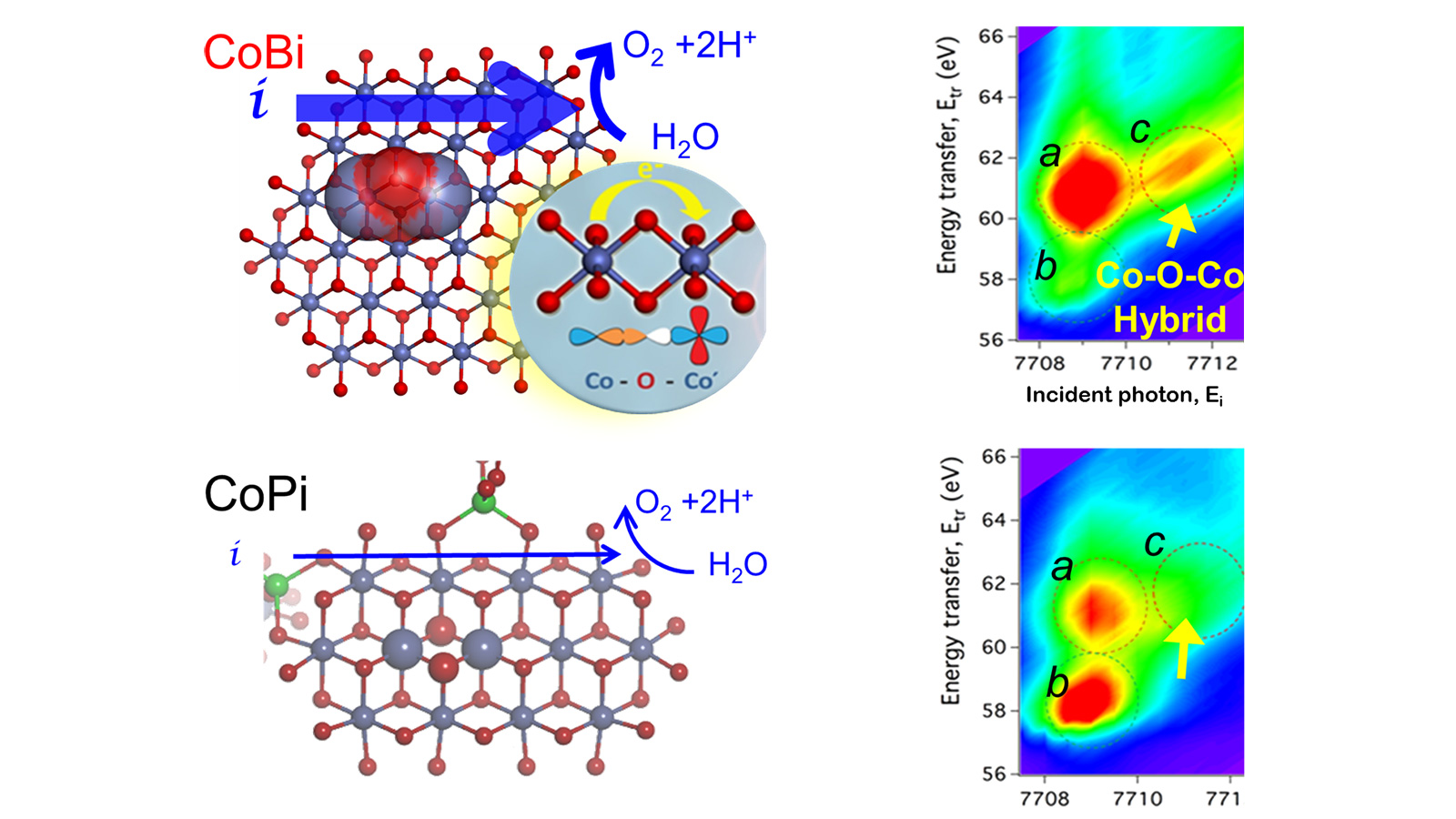 This graphic shows the “hybrid orbitals” in which atoms can share electrons in cobalt borate catalysts, making it a better water-splitting catalyst than cobalt phosphate. (Image by Argonne National Laboratory.)