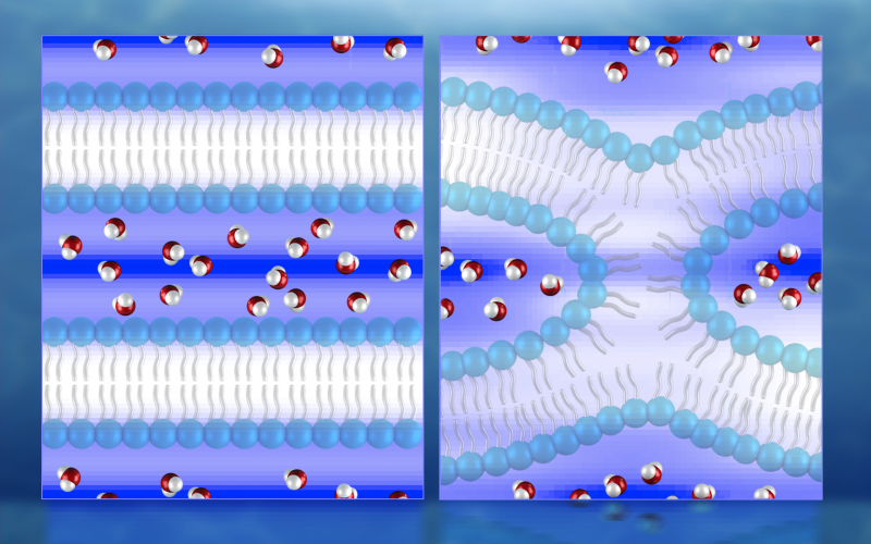 Illustration of neutron diffraction data showing water distribution (red and white molecules) near lipid bilayers prior to fusion (left) and during fusion. 