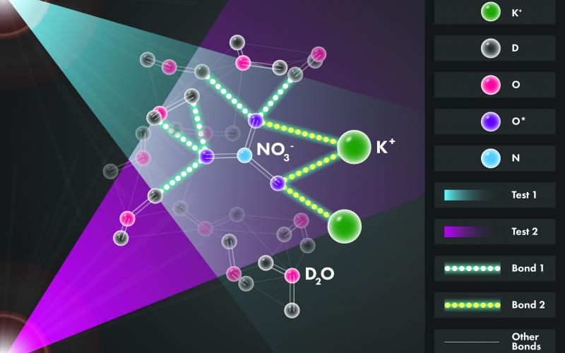 Two neutron diffraction experiments (represented by pink and blue neutron beams) probed a salty solution to reveal its atomic structure. The only difference between the experiments was the identity of the oxygen isotope (O*) that labeled nitrate molecules