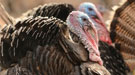 Wild turkeys