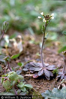 Arabidopsis thaliana (L.) Heynh. 
