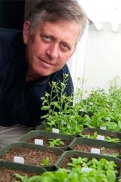 Purdue University&rsquo;s Clint Chapple shown with Arabidopsis plants in cultivation.