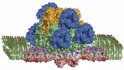 The photosynthetic megacomplex from a cyanobacterium.