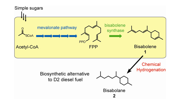 Schematic showing chemical pathway for synthesis of bisabolane from glucose.