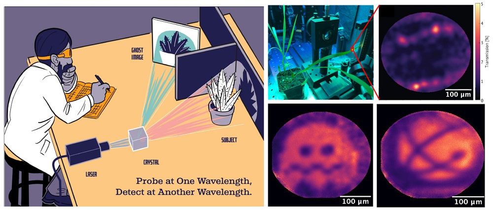 Principles of quantum ghost imaging. Top: Sorghum plant and quantum ghost microscope image of a live sorghum leaf. Bright spots are rows of stomata. Bottom: Binary test targets, including a ghost from Pac-Man and the Los Alamos National Laboratory logo. 