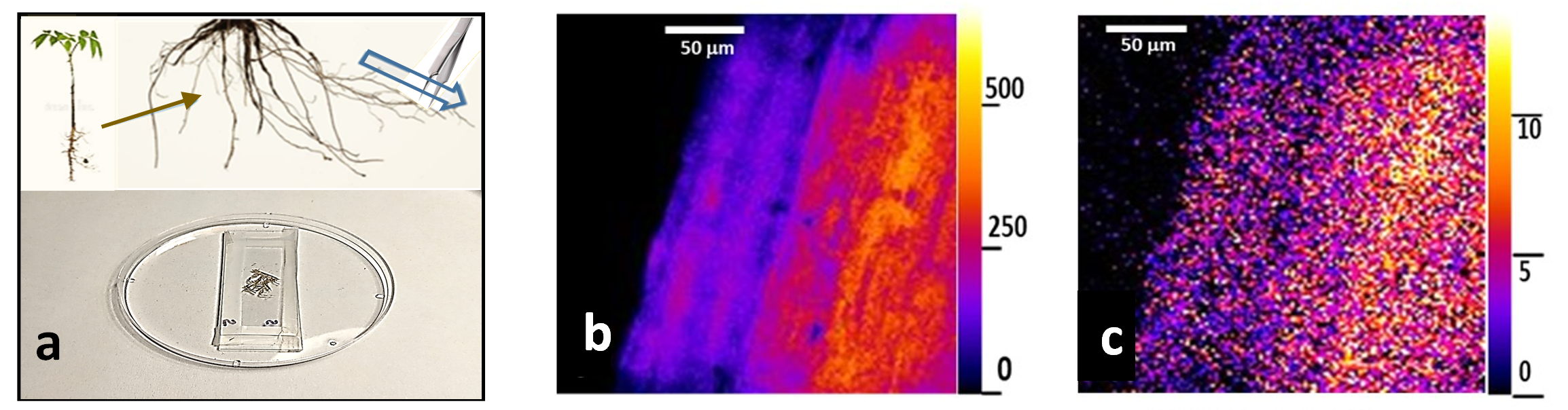 Bacteria can be evaluated in different plant root microenvironments (a) using microscope images of bacteria in root hairs with classical light (b) and using 100,000-fold lower quantum light colors (c) that avoid light damage.
