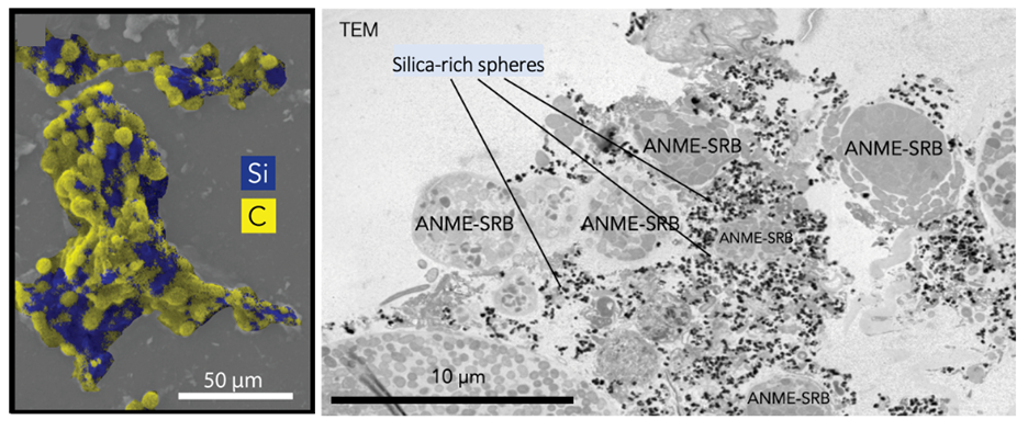 Left: Scanning electron microscope and X-ray (EDX) images of microbe consortia (yellow) and silica (blue). Right: transmission electron microscope image of microbe consortia with silica spheres of silica. 