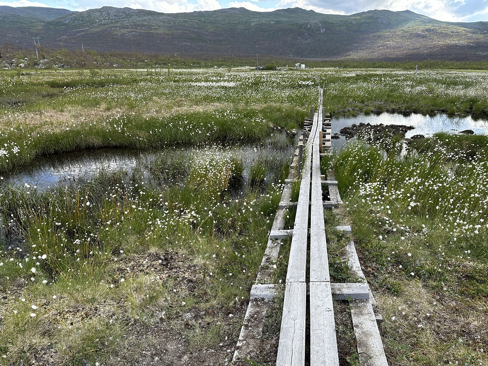 A boardwalk traversing Stordalen Mire in northern Sweden. 