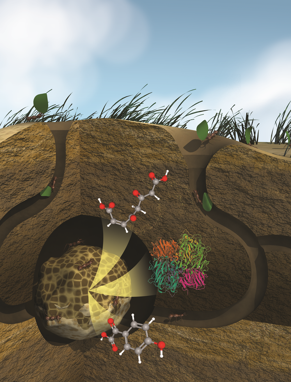 A representation of a leaf-cutter ant fungal garden composed of leaf material being broken down by fungi that the ants consume. Bacteria in the garden can fix nitrogen and produce nutrients that the fungi need.