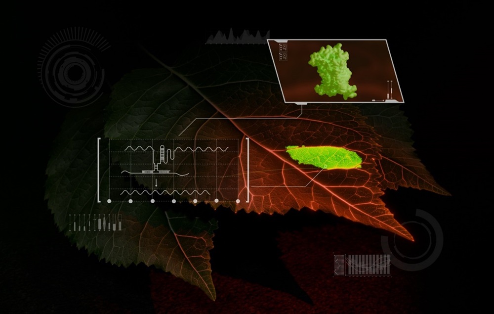 Drawing on their expertise in plant biology and synthetic biology, scientists developed a biosensor that enables real-time detection of RNA signals in living plants, improving the ability to monitor gene expression and optimize genome engineering. 