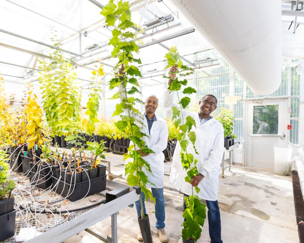 Oak Ridge National Laboratory’s Biruk Feyissa, left, holds a five-month-old poplar tree expressing high levels of the BOOSTER gene, while former colleague Wellington Muchero holds a tree of the same age expressing lower levels of the gene.