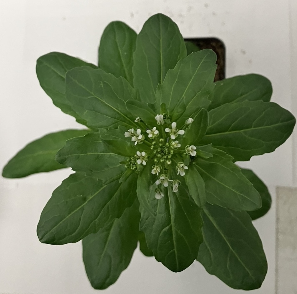 Overhead view of a pennycress plant with an emerging rosette.