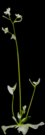 Arabidopsis thaliana