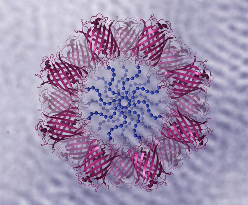Schematic illustration of cylinder-forming diblock copolymers...