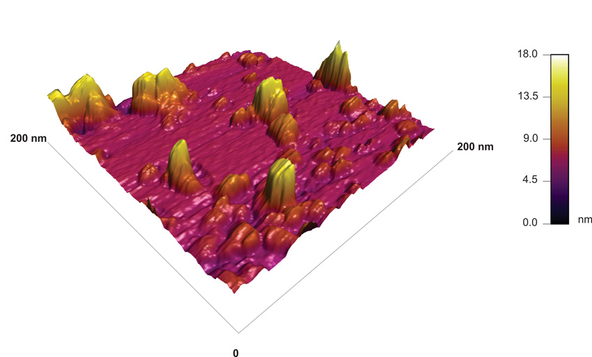 AFM micrograph of the muscovite (001) basal plane showing PuO2 nanoparticles after overnight exposure to 2 mM Pu(III) in 100 mM NaCl at pH 2.6 (image range: 200 nm×200 nm).