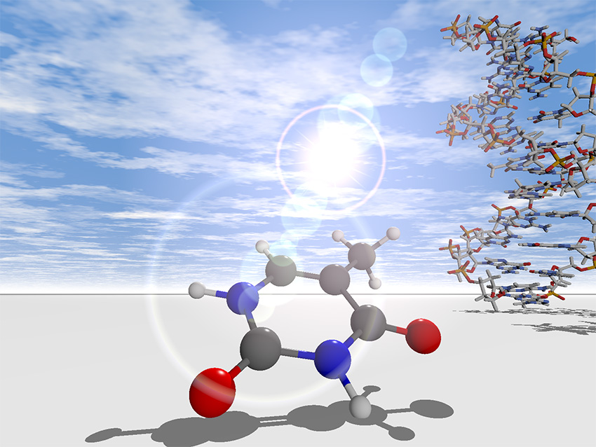 Nucleobases (shown here is thymine) encode genetic information inside DNA.
