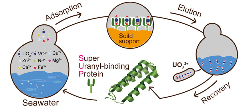 A Super Uranyl-binding Protein with high affinity and selectivity could be used to mine uranium from seawater in the future.