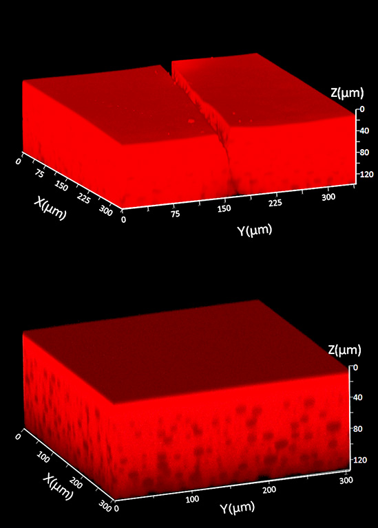 Secretion in droplet-embedded gel permits self-repairing behavior.