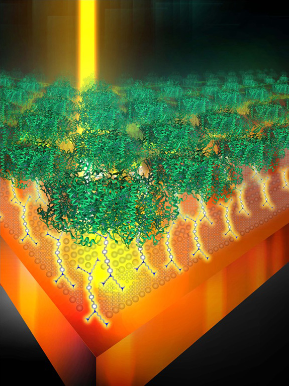 Scientists devised a new way to wire a photosynthetic protein onto an electrode for integration into devices that turn sunlight into fuel. The light energy collected by the proteins (green) extracts electrons from an electrode (orangey red) through long molecules (yellow) under the proteins.