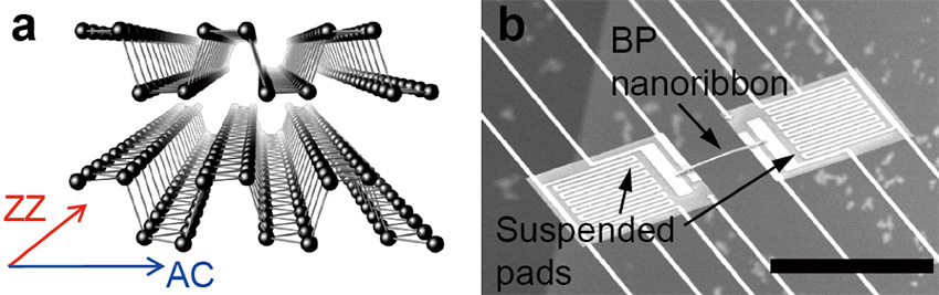 Thermal properties of a black phosphorus nanoribbon were a factor of two different along two directions in the crystal structure.