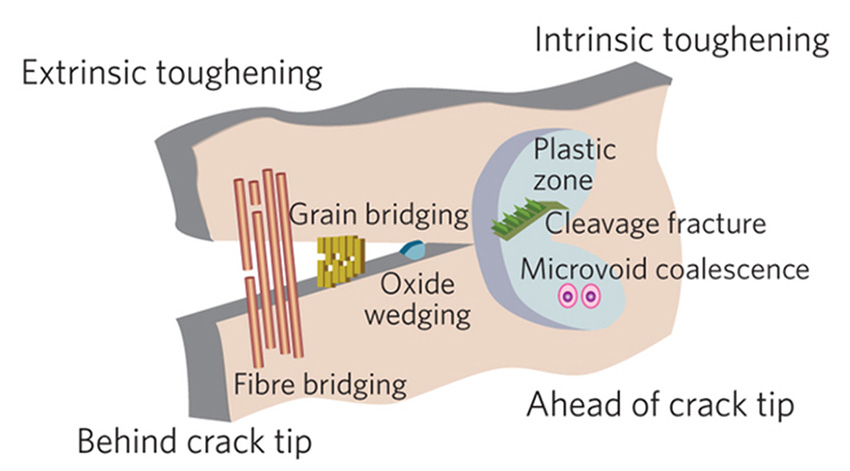 Materials used for their mechanical strength employ a variety of toughening mechanisms.
