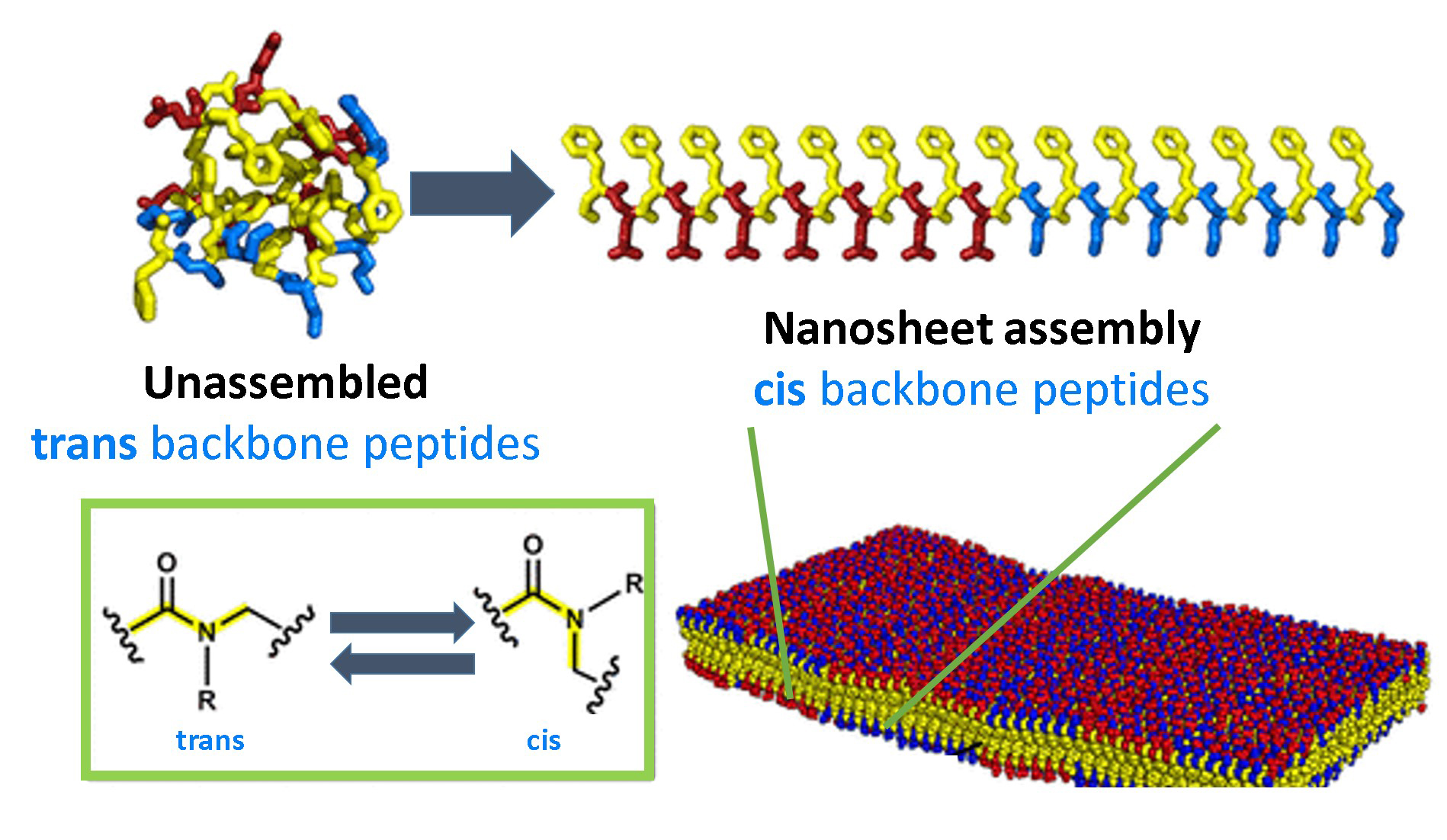 Shape-Shifters: Small Proteins Unexpectedly Shift Their Shape When Coming Together 
