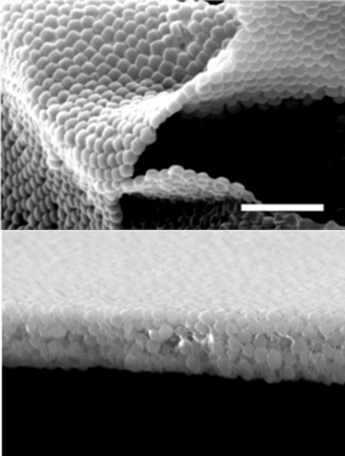 A sheet of nanoparticles in black and white.