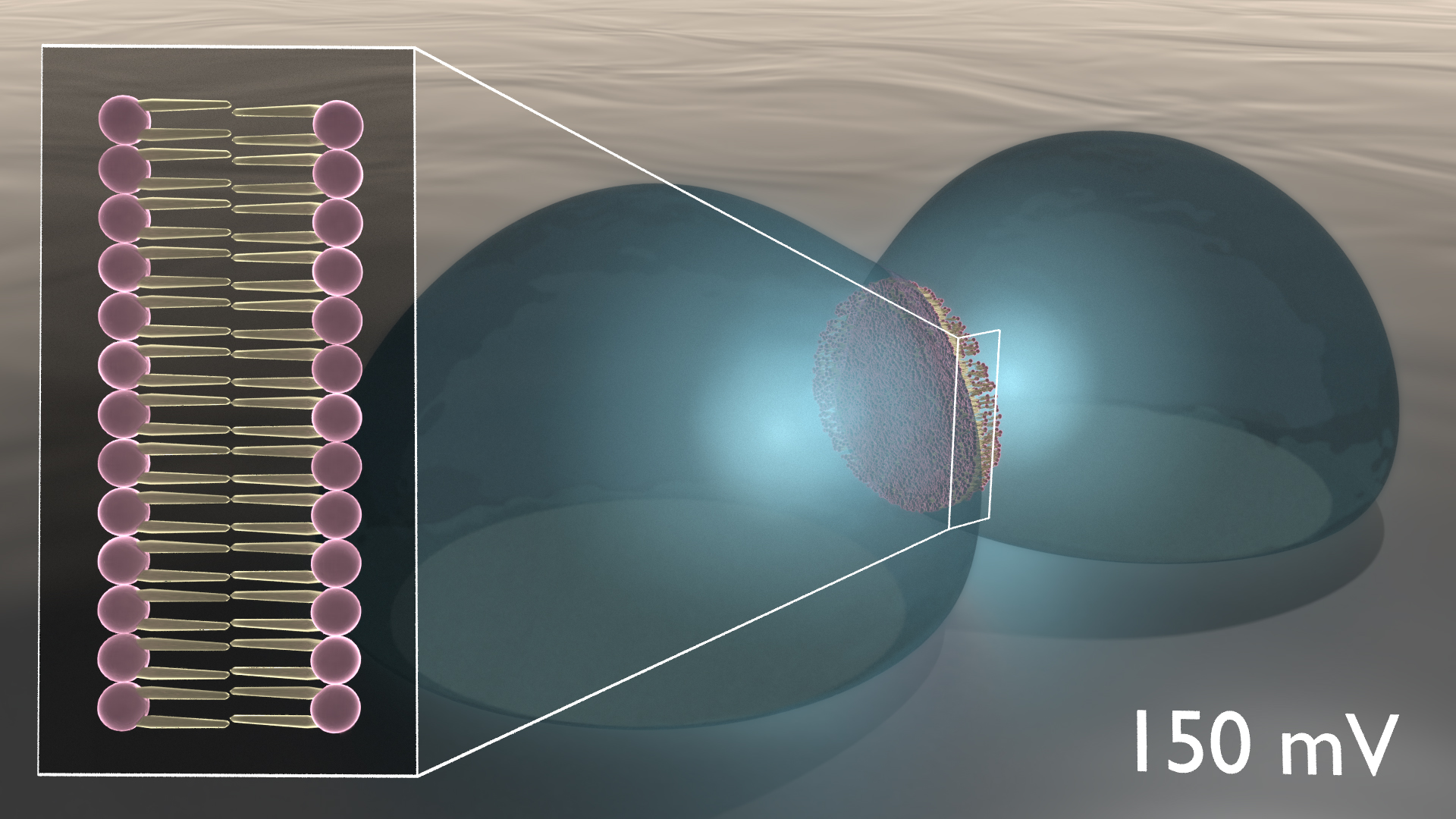 Two blue opaque spheres connected in a pool of liquid.