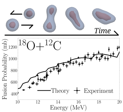 Top: the time evolution of a typical collision of oxygen and carbon nuclei and the shapes of the fused system. Bottom: experimental fusion probability compared to the results of thousands of simulations (black line) for a large range of energies.